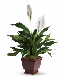 Lepelplant - Spathiphyllum